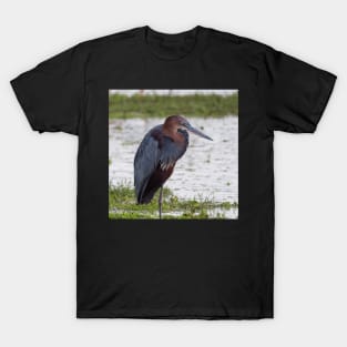 Goliath Heron T-Shirt